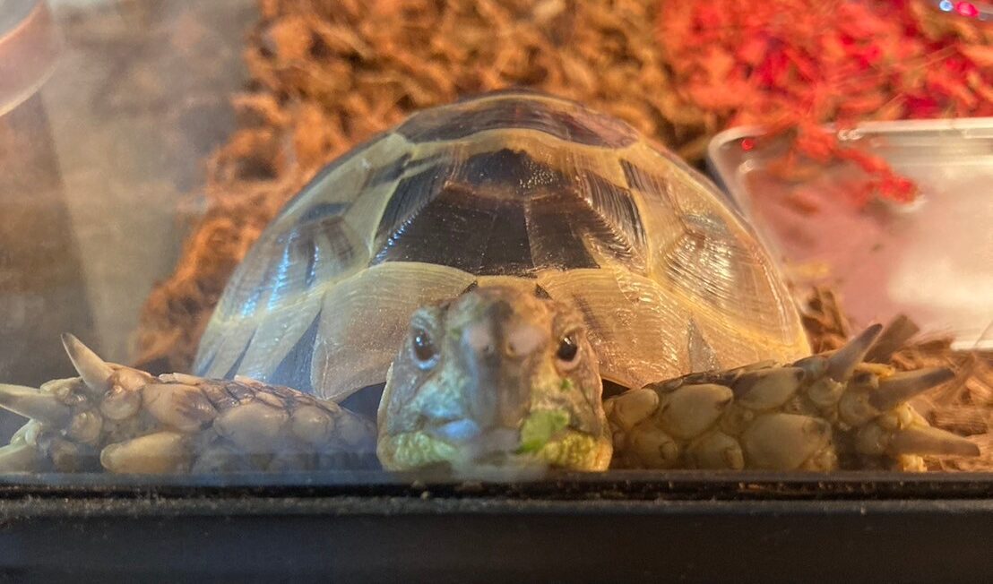 ごあいさつ