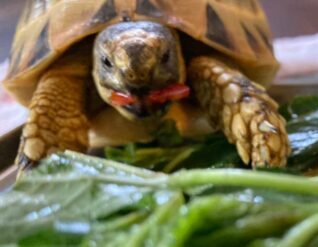 リクガメの副食